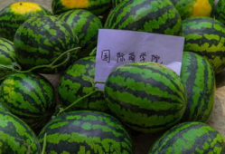 吃瓜爆料外国语学院,揭秘校园里的“吃瓜”风云