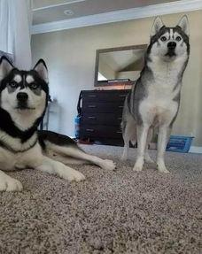 娱乐吃瓜酱哈士奇不拆家